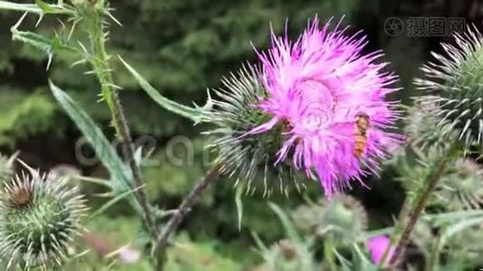 黄蝇从紫色的花朵中采集花蜜..视频