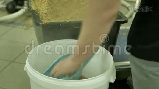 啤酒生产中煮沸的麦芽。视频