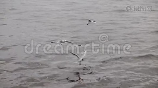 海鸥在河上慢悠悠地活动视频