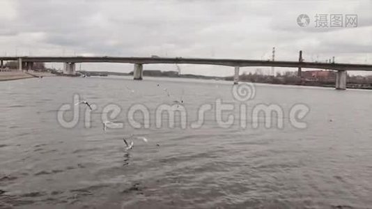海鸥在河上慢悠悠地活动视频