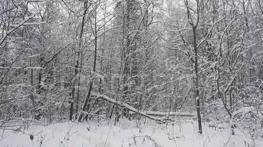 美丽的冬林，树木覆盖着清新的雪，尽收眼底。视频