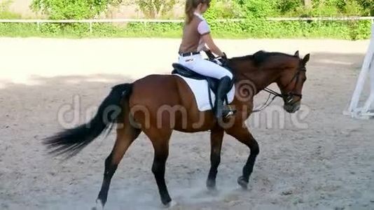 夏天，户外，女骑手，骑在一匹纯种的漂亮棕色种马上的骑师，在训练场上视频