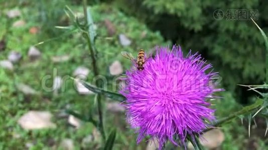 黄蝇从紫色的花朵中采集花蜜..视频