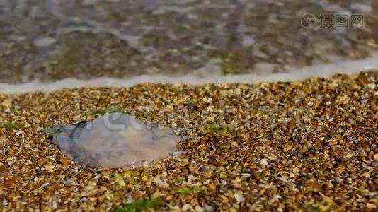 被扔到岸上的美杜莎成了环境的牺牲品视频