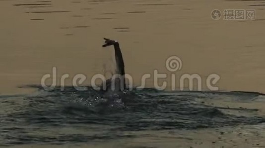 夏天的夜晚，年轻人在波光粼粼的河流中仰泳视频