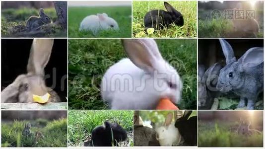 带装饰蛋的篮子小兔子-复活节卡片视频