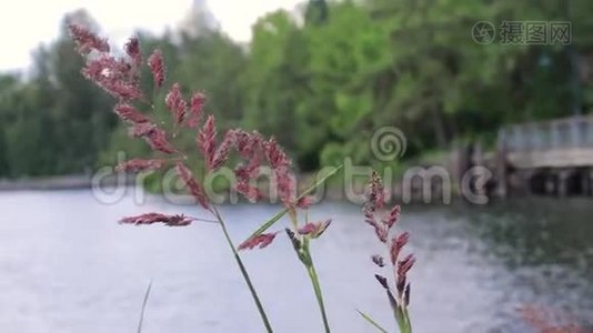 春草与木板路在湖上视频