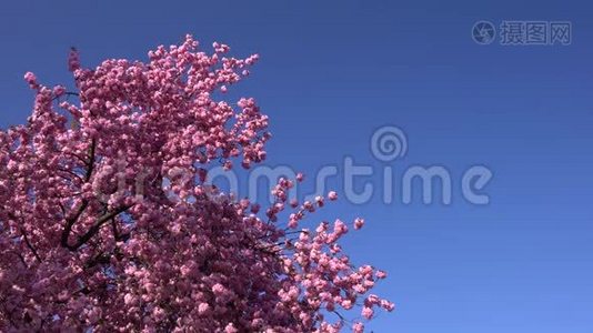 樱花树在白天的蓝天和没有云的背景。视频