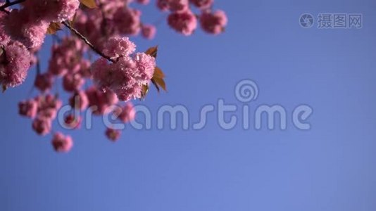 淡樱花开在春天。 背景上晴朗的蓝天..视频