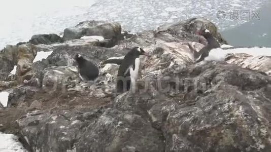雄企鹅，在雌企鹅所坐的巢里搬石头视频