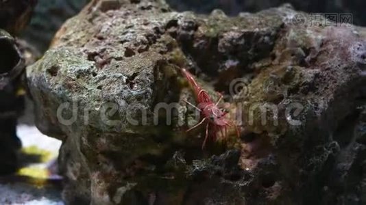 以水生植物为背景，在水族馆中特写美丽的虾视频