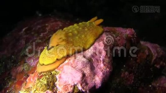 黄色的裸鳃加拉帕戈斯岛视频