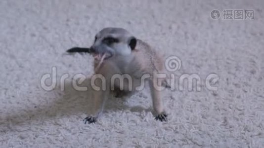 猫鼬在家里的白色地毯上吃老鼠。视频