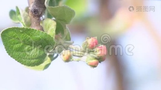 未开放的苹果花蕾绽放特写视频