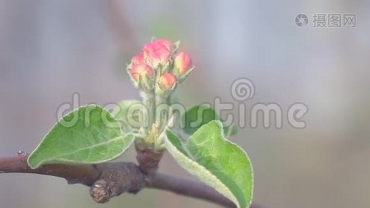 未开放的苹果花蕾绽放特写视频