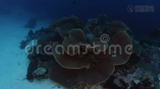 360度相机追踪大孔隙珊瑚视频
