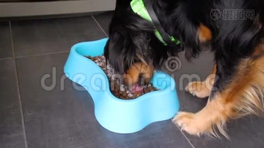 可爱的半种狗在碗里吃食物。 宠物在家享受。 美丽的饥饿混合犬室内背景。视频