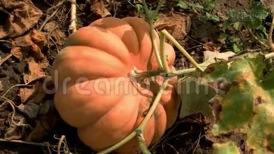 成熟的南瓜在田野里生长。视频
