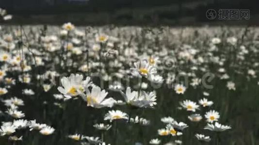 夏日自然草甸花观.. 夏季洋甘菊田间景观.. 洋甘菊现场.. 夏季甘菊草甸视频