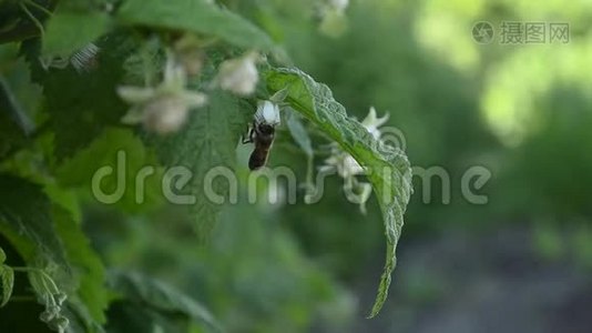 蜜蜂授粉覆盆子花视频