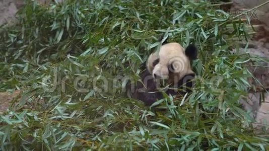 一只可爱的熊猫熊坐在竹枝上吃东西视频