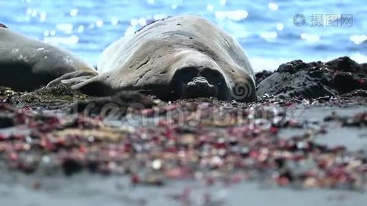 海豹躺在阳光下休息视频