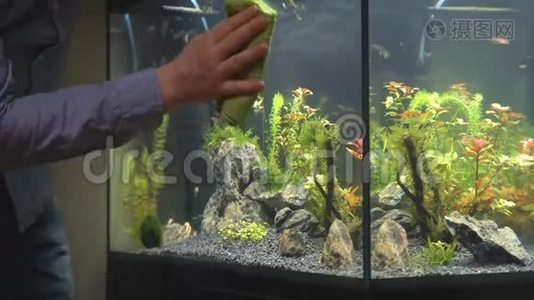 男性手清洁水族馆。视频