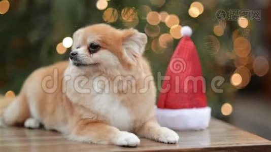 矮人斯皮茨的肖像。 可爱的狗躺在圣诞市场上。 有圣诞帽的搞笑狗。视频
