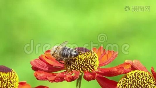 蜜蜂在绿色的背面从一朵红花中采集花蜜。 充满活力的特写镜头。视频