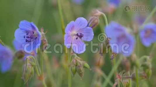 野蓝色的野天竺葵。 夏天的绿野..视频