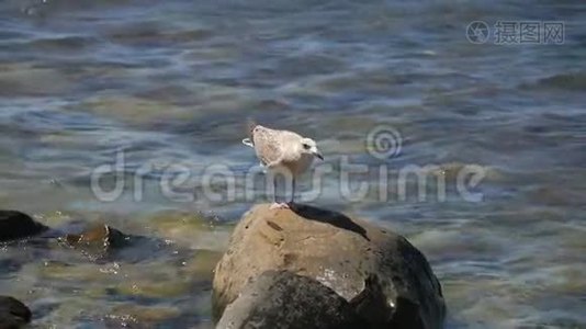 有趣的海鸥鸟站在海边近距离。视频