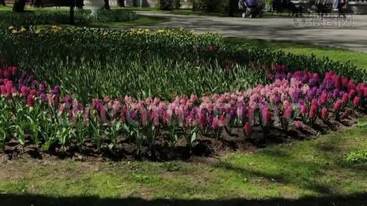 城市公园里有花的美丽花坛。视频