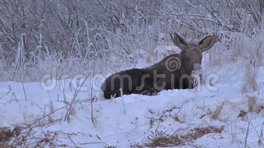 在雪地里把麋鹿放大视频