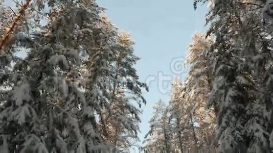 积雪覆盖的树木视频