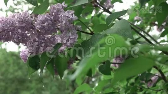 一种花的紫丁香的开花枝，开在灌木上，叶子和花上有水珠。 慢速全景视频视频