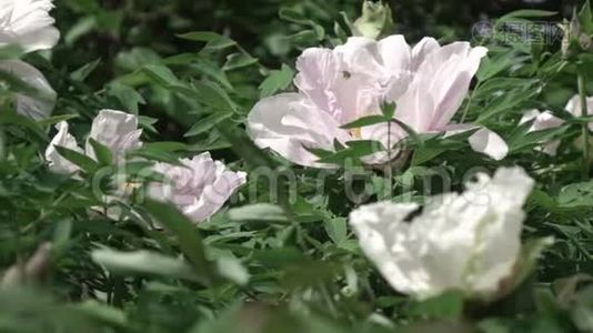 蜜蜂飞过花丛，开着粉红色的花，牡丹，绿叶模糊的背景。 慢动作，全高清视频视频