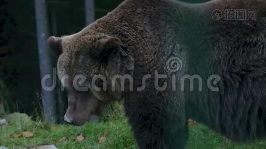 喀尔巴阡山棕熊视频
