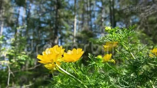 阿多尼斯·阿多尼斯·春花的黄花。视频