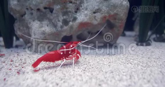血红火虾的肖像。视频
