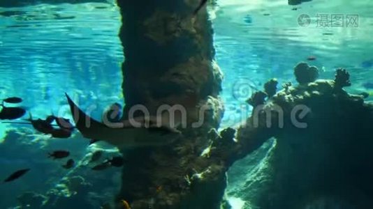 在水下海洋公园的大型水族馆里漂浮着鱼视频