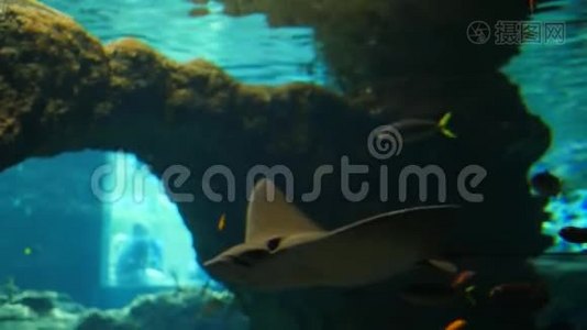 鱼类动物园，大型抽筋鱼在水族馆里游泳，小鱼在干净的水里视频