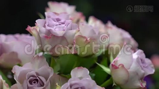 花店的特写从黑色背景的花瓶里取出一朵紫薇玫瑰。视频