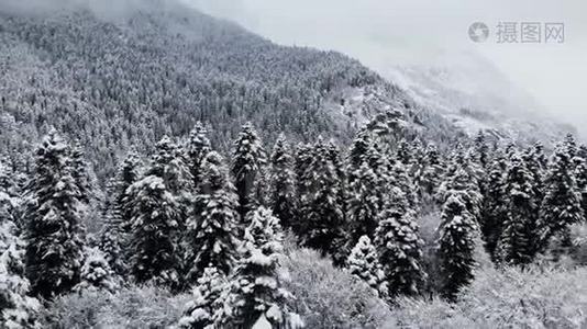 冬季阴天森林的鸟瞰图.. 美丽的冬天自然的云杉和松在雪。 低空飞行视频