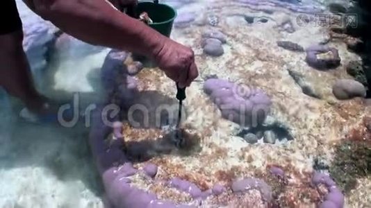 法属波利尼西亚珊瑚中海贝壳龟的手。视频