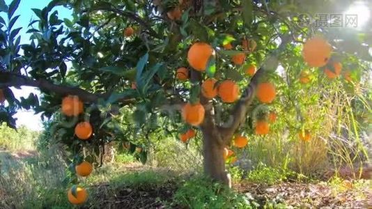 西班牙橘子园。 橘子树，有许多水果在蓝天与阳光。 花园中的有机水果视频