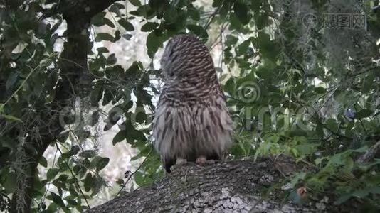 巴利猫头鹰在树林里吼叫着飞走了视频