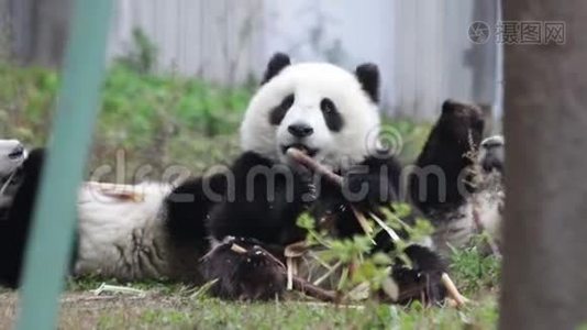 快乐的小熊猫小熊正快乐地吃着竹笋视频