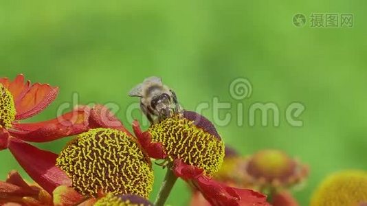 蜜蜂在绿色的背面从一朵红花中采集花蜜。 充满活力的特写镜头。视频