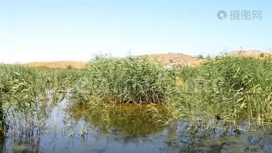 池塘里的芦苇在风中飘荡视频
