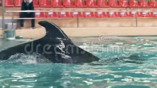 海豚在水下游泳池游泳，在海豚馆玩戒指视频